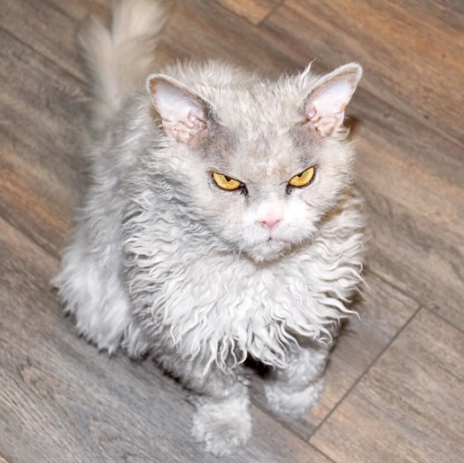 Pompous Albert Selkirk Rex Cat