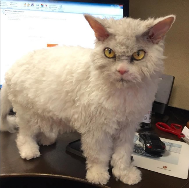 Pompous Albert Selkirk Rex Cat