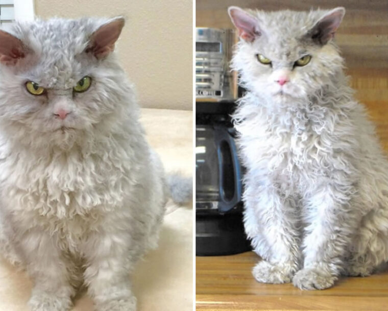 Meet Pompous Albert, The Office Cat Who Looks Always Angry