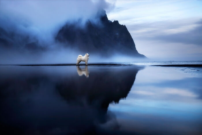 Iceland Canine Residents by Anne Geier 