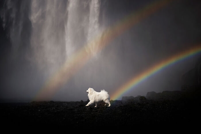 Iceland Canine Residents by Anne Geier 