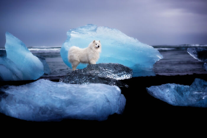 Iceland Canine Residents by Anne Geier 