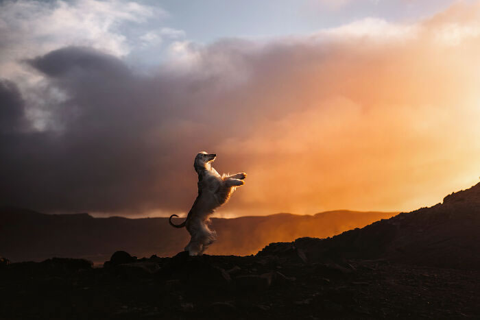 Iceland Canine Residents by Anne Geier 