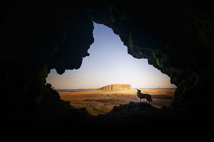 Iceland Canine Residents by Anne Geier 