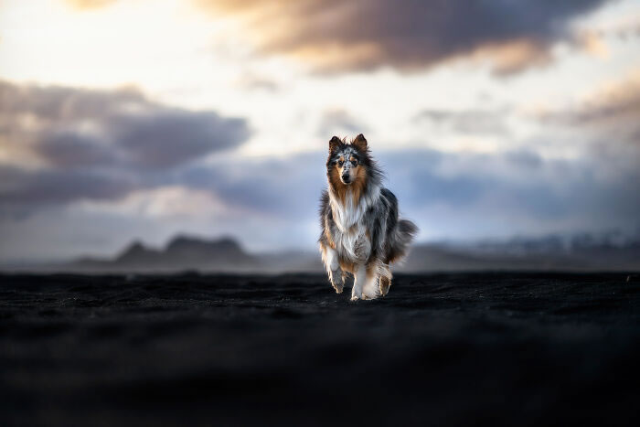 Iceland Canine Residents by Anne Geier 