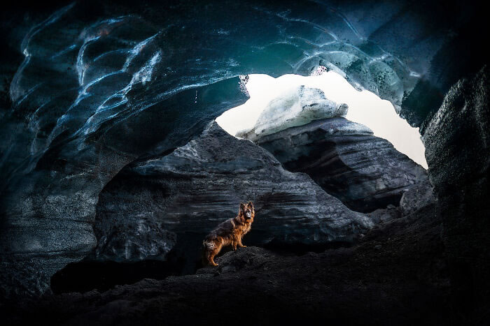 Iceland Canine Residents by Anne Geier 