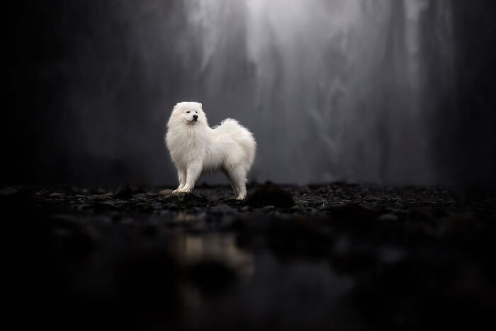 Iceland Canine Residents by Anne Geier 