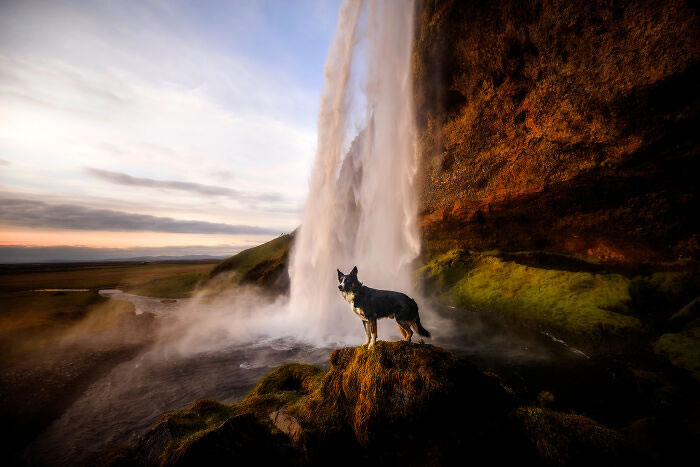 Iceland Canine Residents by Anne Geier 