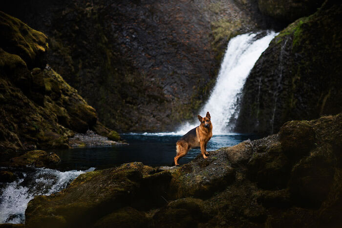 Iceland Canine Residents by Anne Geier 