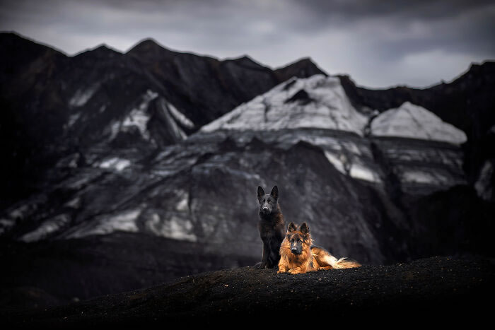 Iceland Canine Residents by Anne Geier 