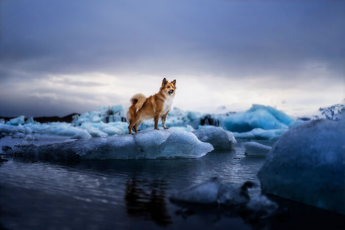 Iceland Canine Residents by Anne Geier 