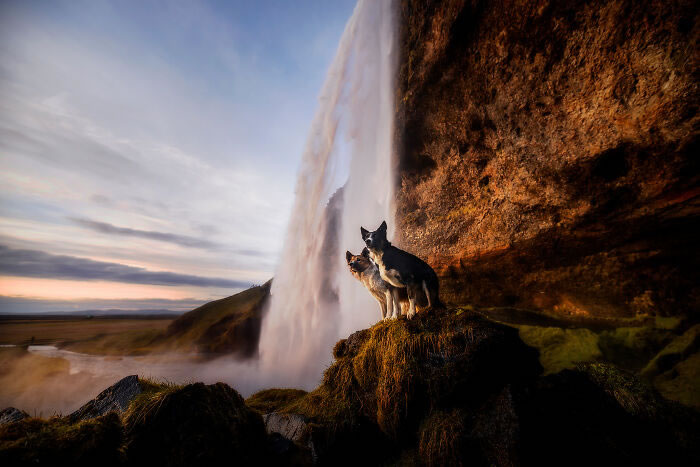 Iceland Canine Residents by Anne Geier 