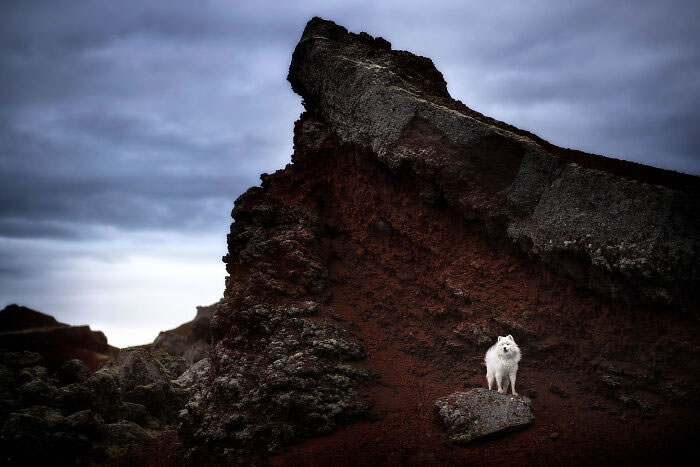 Iceland Canine Residents by Anne Geier 