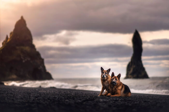 Iceland Canine Residents by Anne Geier 