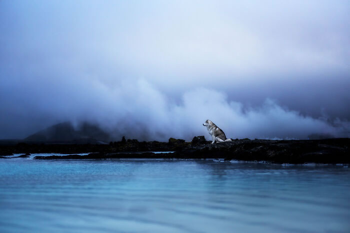 Iceland Canine Residents by Anne Geier 