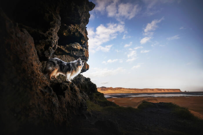 Iceland Canine Residents by Anne Geier 