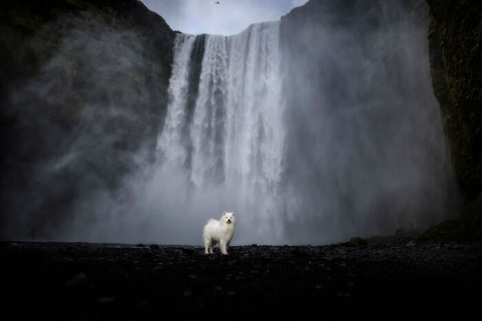 Iceland Canine Residents by Anne Geier 