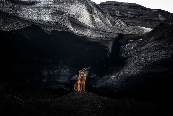 Iceland Canine Residents by Anne Geier 