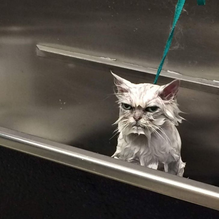 Photos Of Angry Animals