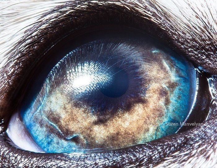 Closeup Animal Eyes By Suren Manvelyan