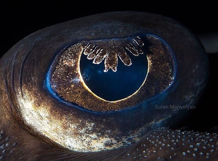 Closeup Animal Eyes By Suren Manvelyan