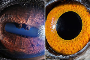 Unveiling The Mysterious Beauty Of Animal Eyes: A Captivating Series By Suren Manvelyan
