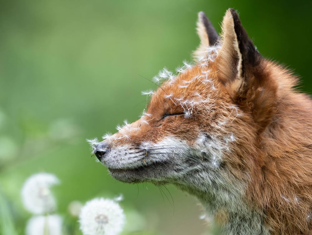 Winners Of The British Wildlife Photography Awards 2023 
