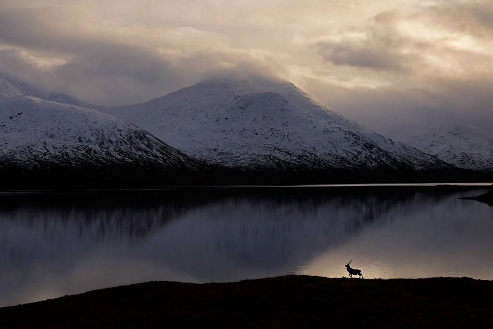 Winners Of The British Wildlife Photography Awards 2023 