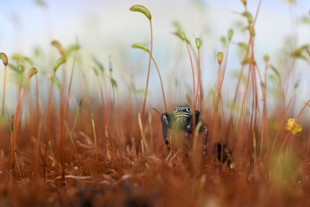 Winners Of The British Wildlife Photography Awards 2023 