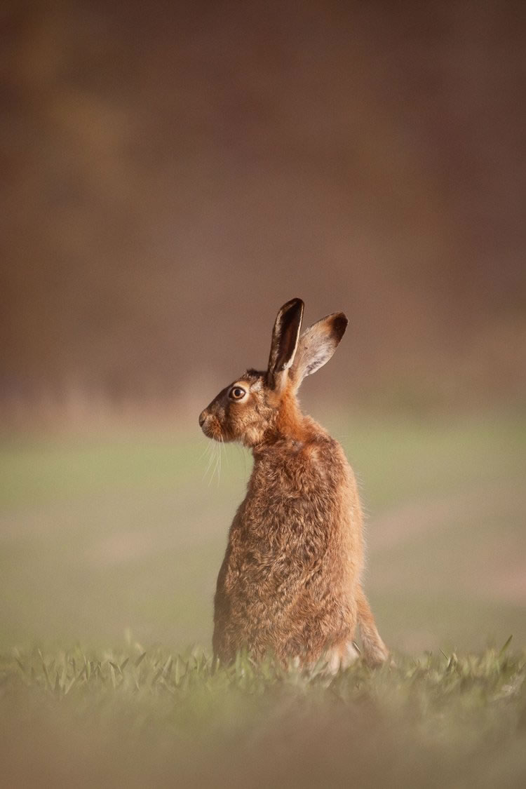 Winners Of The British Wildlife Photography Awards 2023 