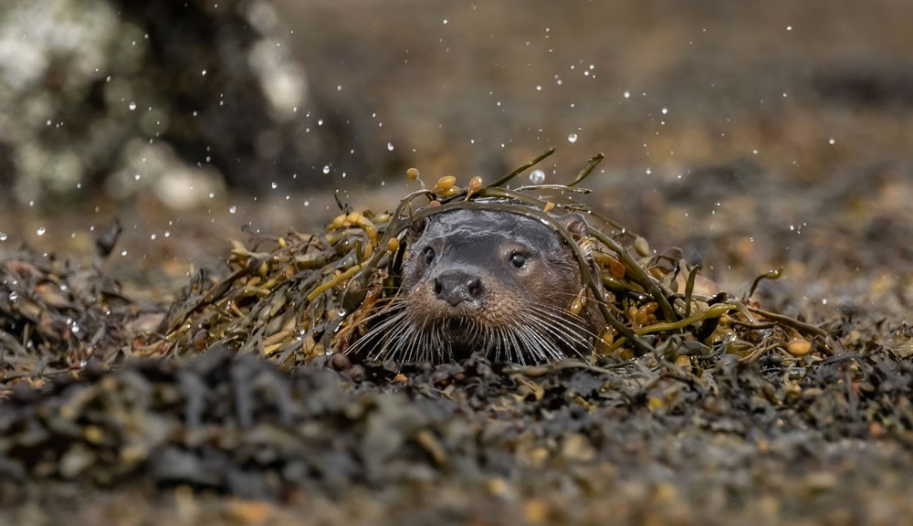 Winners Of The British Wildlife Photography Awards 2023 