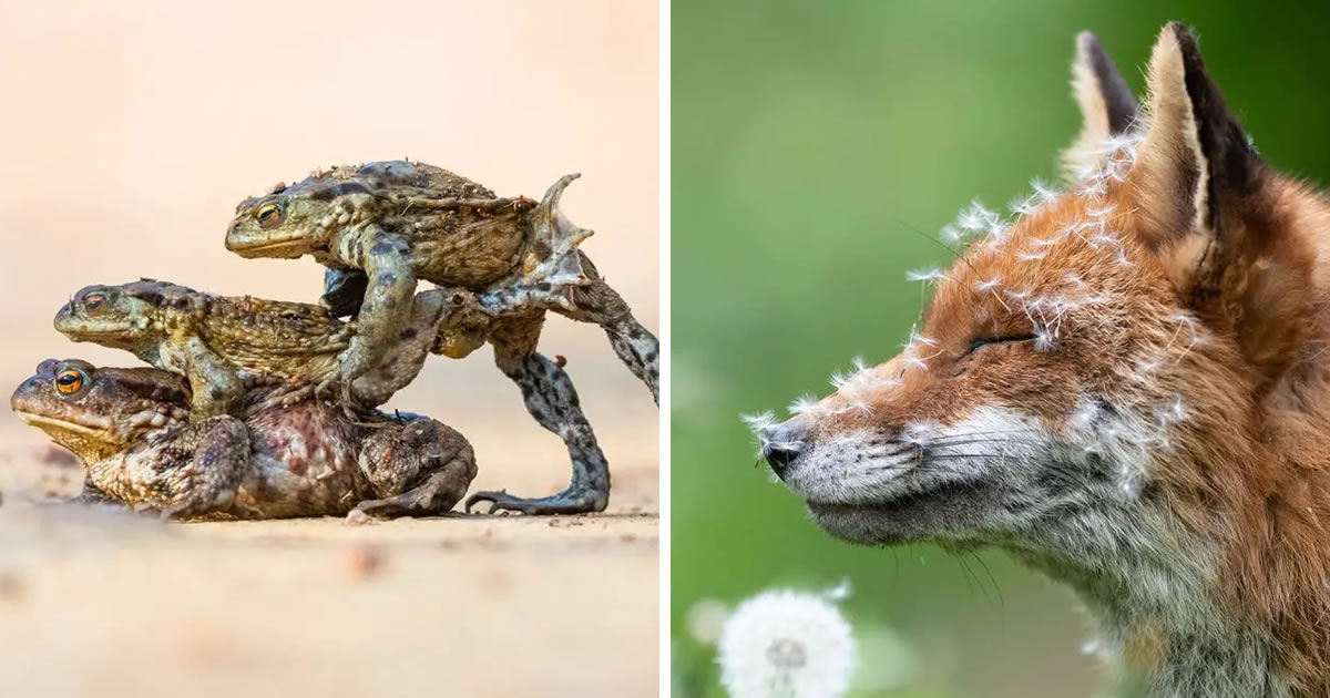 25 Winning Photos Of The British Wildlife Photography Awards 2023