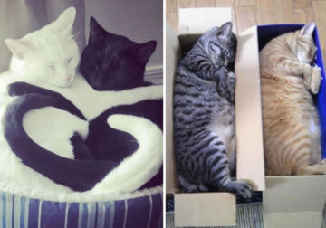 Funny Photos Of Cats Sleeping Together