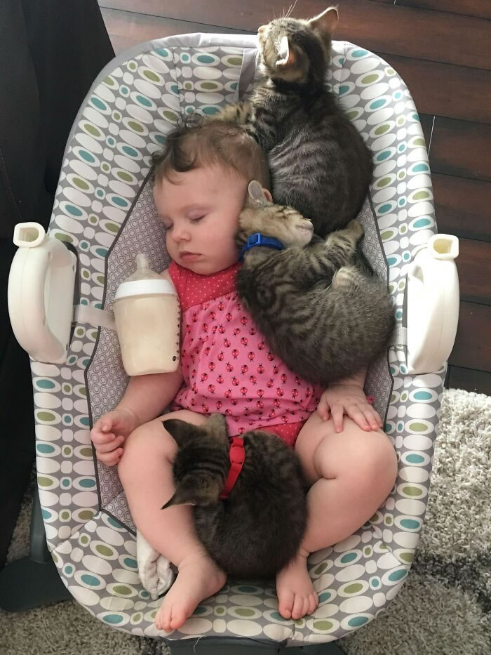 Bel amour des chats et des bébés