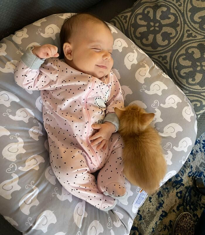 Beautiful Love Of Cats And Babies