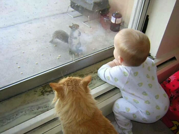 Beautiful Love Of Cats And Babies