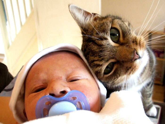 Beautiful Love Of Cats And Babies