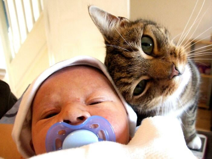 Bel amour des chats et des bébés