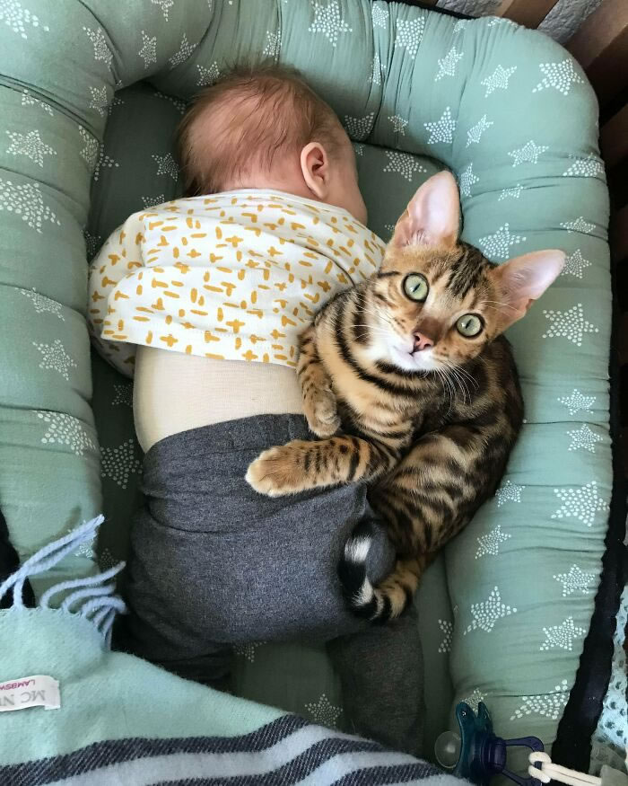 Beautiful Love Of Cats And Babies