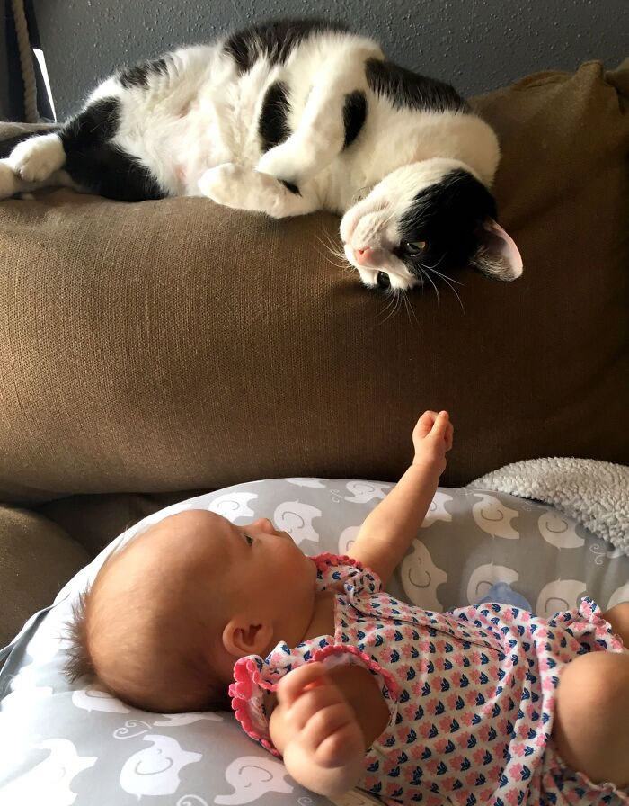Bel amour des chats et des bébés