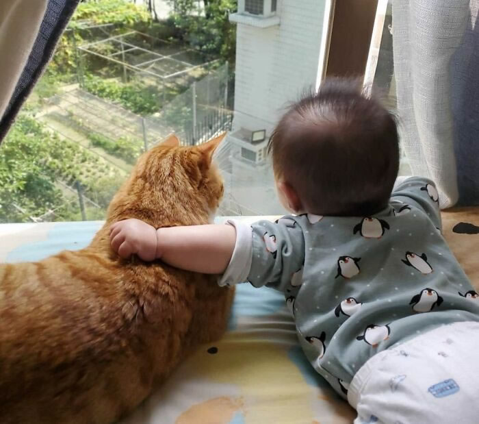 Bel amour des chats et des bébés