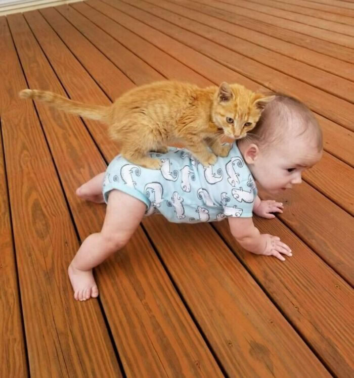 Beautiful Love Of Cats And Babies