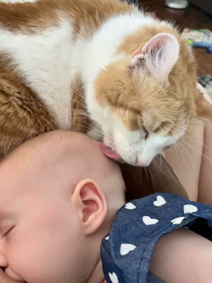 Bel amour des chats et des bébés