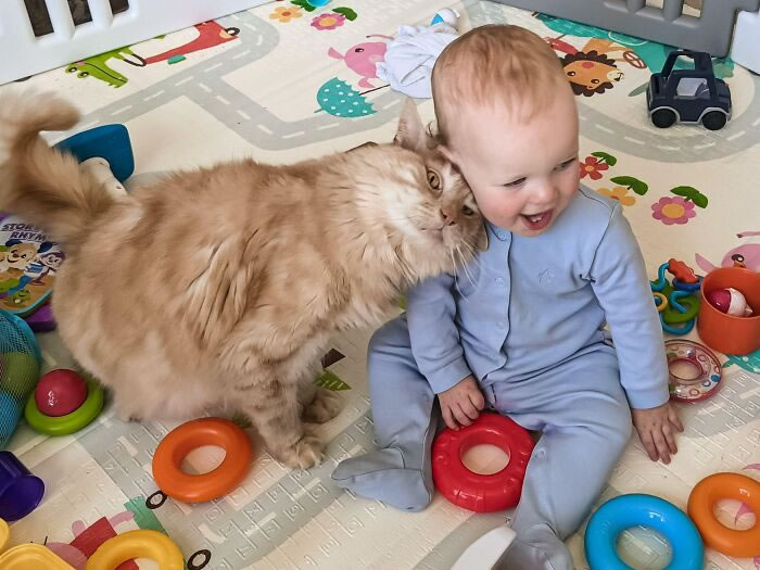 Beautiful Love Of Cats And Babies