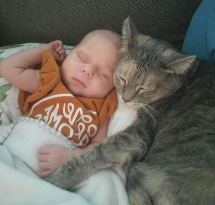 Bel amour des chats et des bébés