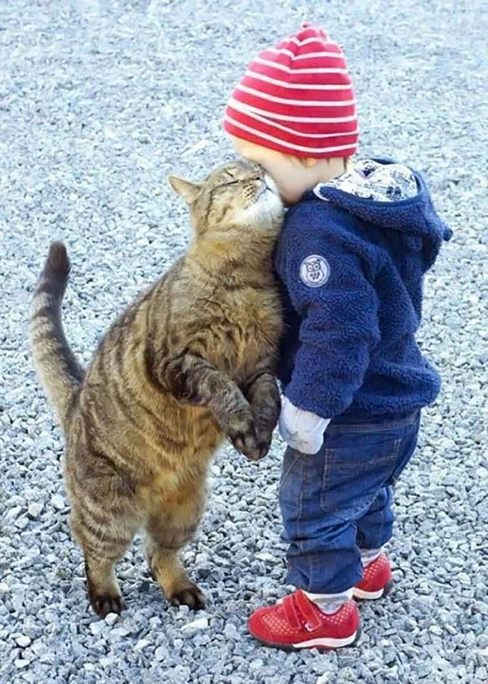 Bel amour des chats et des bébés