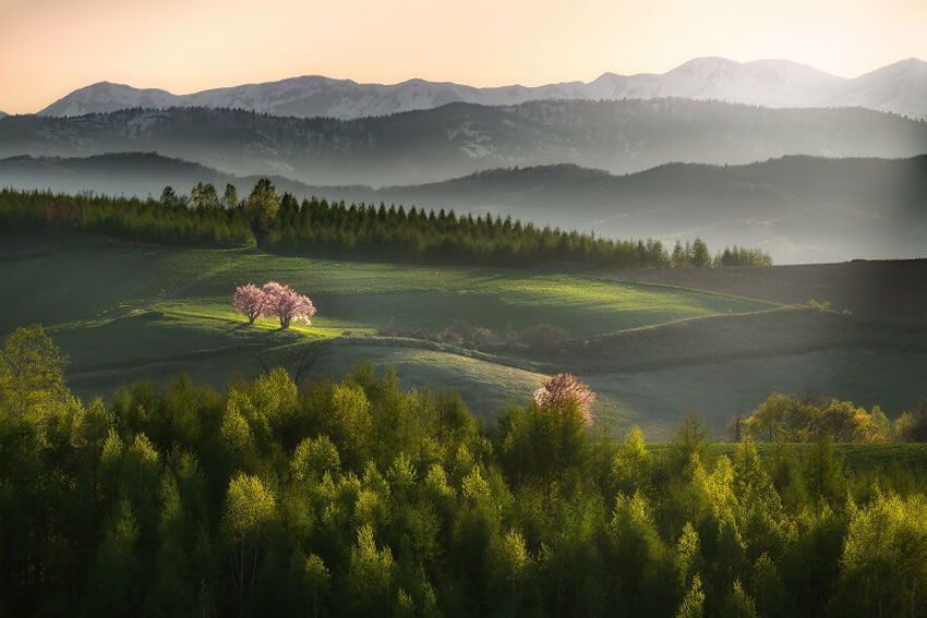 Beautiful Trees Of Hokkaido Japan By Roy Iwasaki