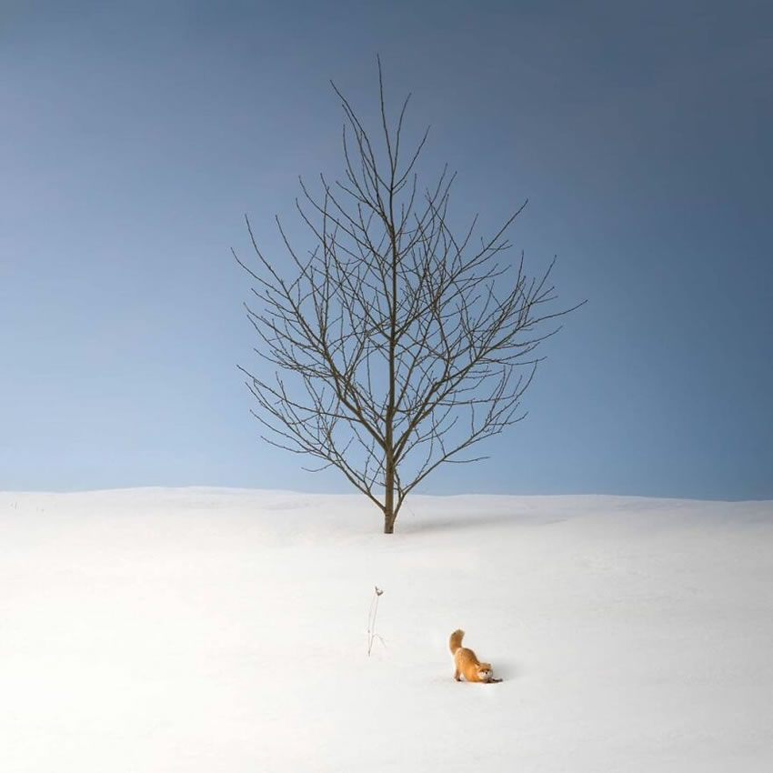 Beautiful Trees Of Hokkaido Japan By Roy Iwasaki
