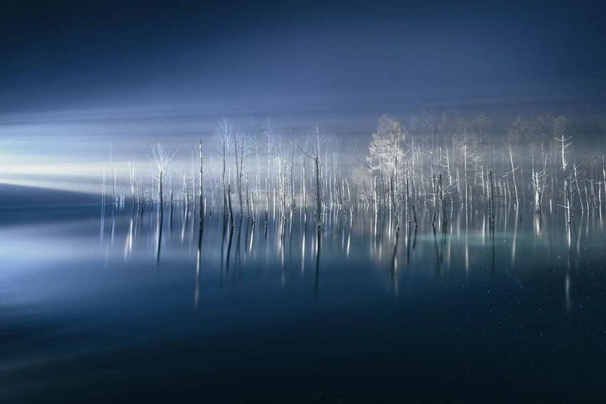 Beautiful Trees Of Hokkaido Japan By Roy Iwasaki