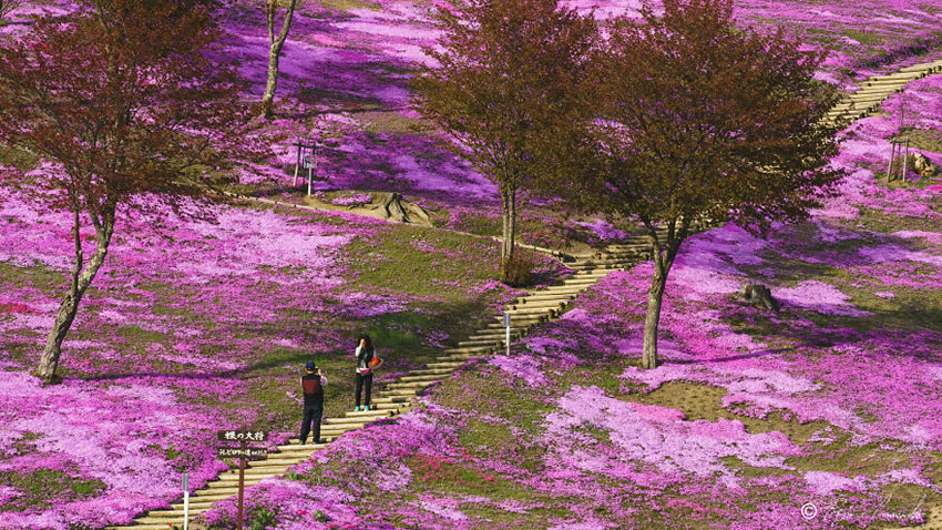 Beautiful Trees Of Hokkaido Japan By Roy Iwasaki